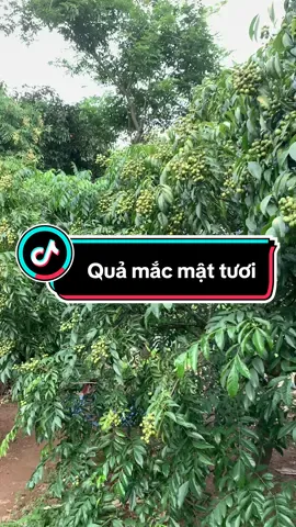 Đang mùa mắc mật tươi, tranh thủ lấy ngâm măng kẻo hết mùa các bác ơi#macmattuoi #quamacmattuoi 