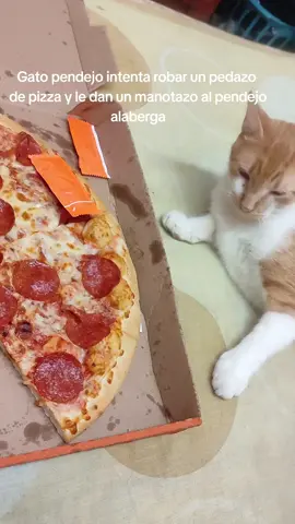resubo a este gato p3ndej0 pq no le había puesto la canción, ya no sé si está más p3ndej0 el gato o yo  #fyp #Pizza #cats #gato #tiktok #gatostiktok 