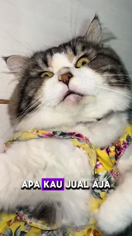 😾kek mana menurut kelen we, apa ku jual aja rumah nya😌#fypシ゚viral #kucinglucu 