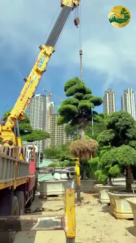[Xem ngay video] để thấy sự kỳ công và cẩn thận trong từng khâu vận chuyển tại Hệ thống Vườn tùng Toàn JP! #hethongvuontungtoanjp #tunglahan #tungnhat #sanvuondeptrieudo #caycanhphongthuy #caycanhnhatban #vuonnhat #thietkecanhquan #caycanhdep #caycanhnghethuat #bonsai