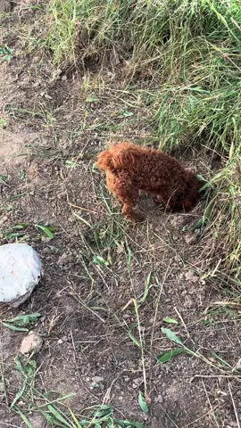 Dirt can be scary I guess 🤷‍♀️ #maltipoo #dogsoftiktok #scarydirt #cutepuppy #digging