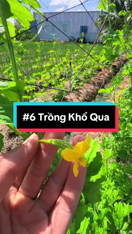 Trồng khổ qua, Mướp đắng, trái khổ qua non nè #hienonha 