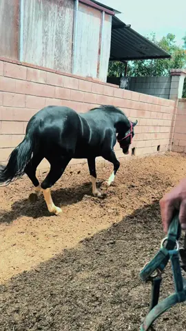 #Diablo😈🐴 #gunner #gunners #gunnerdunitagain #careto #black #caballos #ranchodelvillar