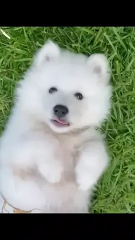 cục bông trắng dễ thương 😍😍😍 #xuhuong #viral #funny #dog #cutedog 