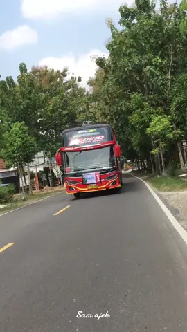 Yah kurang oleng nya aja nih 🗿🗿@@Sanjaya Albino##sanjaya##albino##basuri##kodefypbus##basuridav##basurihorn##fypシ゚viral##foryou##fyp##corongatas##xcyzba##buscomunityindonesia