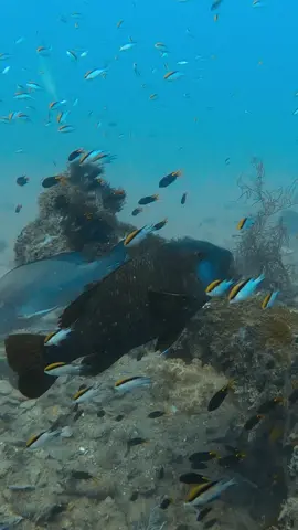 How many species can you name ?? #spearfishing #fishing #yongala 