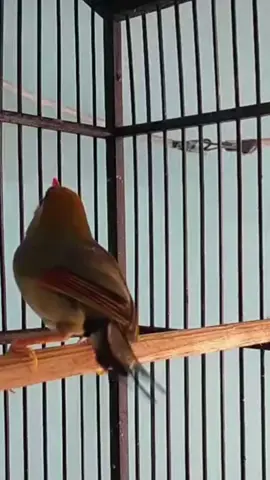 Suara kicau merdu burung robin gacor. . . . . #cucakijomania #kicaumania_indonesia #muraibatumania #MasteranBurung #kicauanburungya #kicau #chirpingbirds #birds #birdsounds #birdwatching #kicauburung #burung #kicaumanianusantara #kicaumania #kicauanburungygmerdu #kicaumaniaindonesia🇮🇩 #bird #kicaumaniaindonesia #kicauanburung #hummingbird 