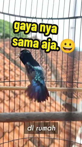 Konin gacor buka ekor dirumah maupun digantangan.  #leptocomasperata #kolibri #kolibrininjagacor #koninbukaekor #vanhasseltssunbird #madu #nektar #koningacorngobra #burungkonin #colibri #kolibrininja #konin #purplethroatedsunbird #kolibrininjachannel #koningacorfullisian #koningayagkacer #koningacordor #hummingbirds #sunbird #koningacor 