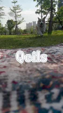 Puppy washable pee pads, pet home essentials #Qeils #dog #pet #pad #TikTokShopSummerSale 