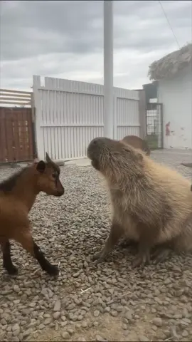 當初那個撞水豚的羊長大了 雖然長大了但傷害還是一樣#capybara 