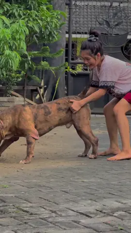 #dogloverindonesia #fyp #pitbuldog #AMERICANBULLY #bullyxxl #CapCut 