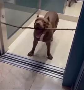 #fyp #dog 