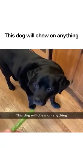 #funnyvideos #jokes #dogs 