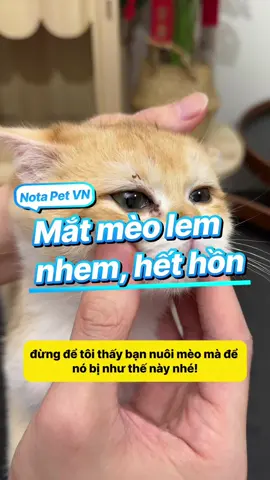 Mắt mèo lem nhem, hết hồn chưa sen? 😱 Nhỏ thuốc này 1 tuần là hết ngay! #notapetvn #fyp #pet #cat 