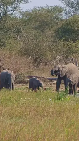 They say that somewhere in Africa the elephants have a secret grave where they go to lie down, unburden their wrinkled gray bodies, and soar away, light spirits at the end #elephants #africa #wildlife #safari #animals 