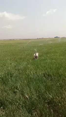 #dog #dogargentino #algerie #oran #وهران #31 