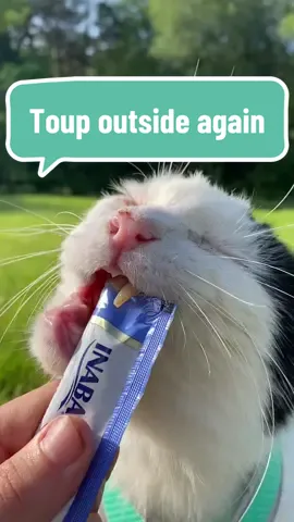 Happy Toupsday!  Toups got to enjoy some fresh air & sunshine this morning ☀️ He was so happy to be back outside with his paws in the grass! 🤞🏻hopefully the catio will be making more progress soon, we have been slowly gathering materials!  I also really enjoyed our little walk in the yard today. I've been preparing for our TNR clinic trip this week, which can be very overwhelming at times. So it was nice to take a little break with Toup❤️ We still need to raise funds for the trip. As of right now, we have $272.66 out of our $800 goal. I'll be making posts to go over more details, but if anyone would like to donate in the meantime, you can do so at:  Venmo: @ thebiscuitfactory  PayPal: @ thebiscuitfactory CashApp: $thebiscuitfactoryy Your support is appreciated more than I'll ever be able to say. Thank you all for loving Toup & giving us the opportunity to help other kitties💕 #HappyToupsday #Toup #Toupsday #ToupTuesday #TNR #TNRworks #TNRsaveslives #ToupeeTuesday 