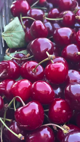 🍒 كرز 🍒 من خيرات بلادي كفرشوبا تصوير رنا القادري 📸 #كرز #موسم_الكرز #جنوب #فواكه #بلدي #ضيعتي #خيرات_الارض #العوافي #بلادي #لبنان #صحة #كفرشوبا_جنوب 