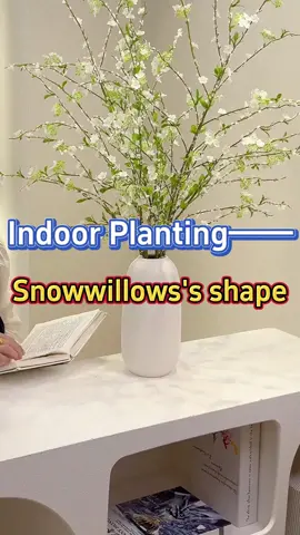 Snow Willow/Salix Reticulata #homegarden #indoorgarden #garden #indoorplants #houseplants #plants #snowwillow #willow 