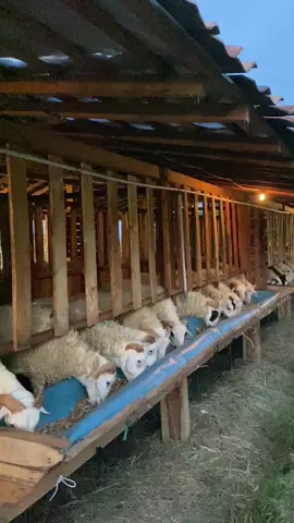 Qurban Jadi Lebih Ikhlas Dengan Kambing Qurban Pilihan Terbaikmu 🌟🌟🌟🌟 Assalamualaikum Bapak-Bapak, Bingunh Mencari Kambing Qurban berkualitas yang terbaik untuk hari raya ? Tenang, ada kami solusinya ✅ 🌟 Kriteria Kambing - Jenis: Domba Gembel  - Jantan Umur: 1 Tahun / Lebih  - Rentang Harga: 2-7jt (Sampai hari H) 🌟 Keunggulan Kambing Kami: ✔ Jamin Kesehatan & Sesuai Syariah Sunah ✔ Gratis Antar Sampai Lokasi ✔ Garansi sakit kematian: Diganti dengan bobot sama ✔ Inshaallah Daging Padat & Terbaik  ✔ Tersedia Banyak Pilihan  ✨ Lagsung Dari Petani Dan Lokasi Kandang Alami Tangan  Monggo Langsung Dolan Kandang!  🕘 Jam Operasional: 06.00 - 21.00 📍 Lokasi: Nanggulan KulonProgo ( Kawasan Wisata Menoreh ) Pastikan Qurban Terbaikmu 🌟 Hubungi Kami Sekarang di: [Fast Respon via WhatsApp](https://wa.me/‪62882008915666‬) Bismillah, Allahumma Barriik semoga menjadi berkah bagi Anda dan keluarga 🙏🙏🙏 #kambingqurbanjogja 