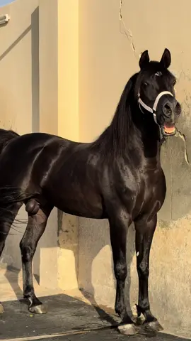 #خيل_وخياله🐎 #خيل_عربي_اصيل #خيل_تصميم #خيل_عربي #انيس_الخالدية #سكاكا_الجوف 