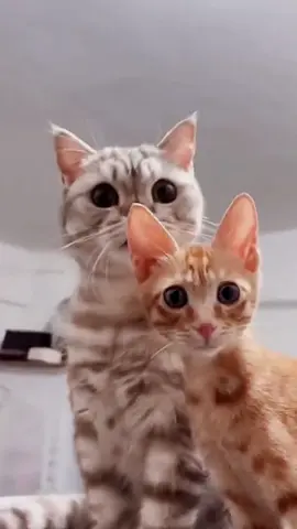 the last one 😂😂#pet #cat #dog #funny #animals #foryou #fyp 