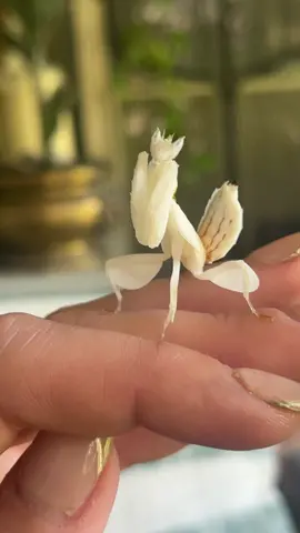 Suki, the mantis that started it all🌸🥹 #suki #prayingmantis #prayingmantisoftiktok #prayingmantisesoftiktok #prayingmantises #orchid #orchidmantis #bug #bugcollector #buggirl #orchidmantisoftiktok #prayingmantismoment #mantismom #mantismoments #precious #preciousmoments