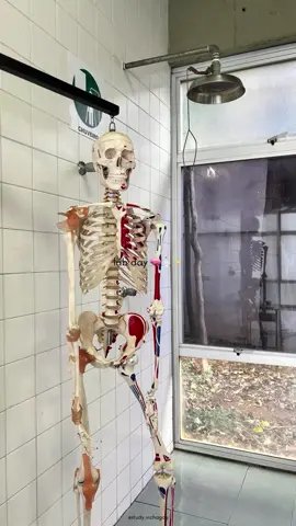 vivendo um sonho!! 💞  #estudantedepsicologia #psicologia #anatomiahumana #laboratorio #studytok 