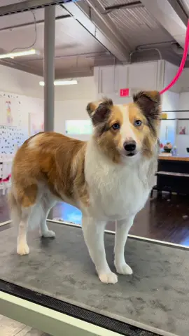 NIKO’S SUMMER CUT 🤩 #dog #dogsoftiktok #pet #petlover #pets #doglover 