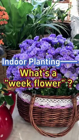 Dalmation Bellflower/Campanula portenschlagiana #homegarden #indoorgarden #indoorplants #houseplants #garden #plants #bellflower #campanulaportenschlagiana 