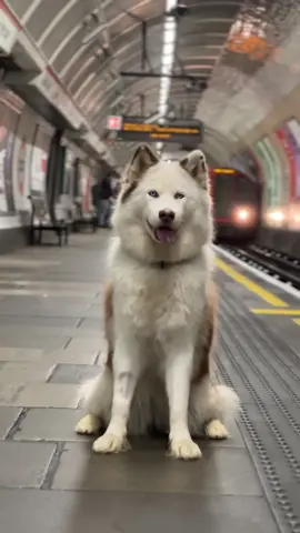 Underground Dog Photography!!  #dogsoftiktok #underground #tube #fyp #foryou #foryoupage #trains 