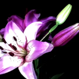 This flower trend is so pretty #flower #flowers #edit #vsp #fyp #foryoupage #plants 
