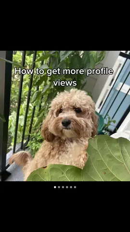 10/10 would recommend trying this hack! #cavapoo #dogsoftiktok #cavapoosoftiktok #puppytiktok 