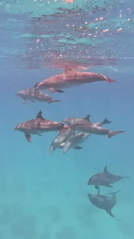 Hurghada Delfintour🐬🐬🐬@Basanty Francis #hurghada #makadibay #ägypten #orangebay #schnorcheln #urlaub #gopro11 #4k #delfin #delfine #egypt #dolphin #dolphins #CapCut 