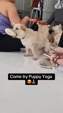 30 min of yoga + 30 min of cuddles with puppies 🧘🏼‍♀️🐶 #puppy #puppylove #yoga #puppyyoga #helsinki 