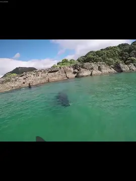 Orca swimming with a kayaker #amazingocean #orca 