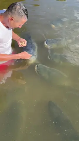 #valdemir  encantador de peixes gigante 