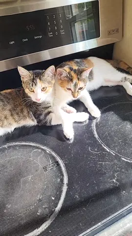 Calico kittens. New hang out #fup #fyp #foryoupage #islandcats 
