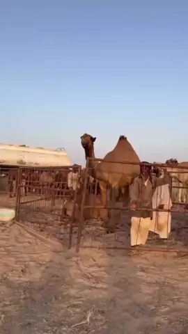 #بن_عشوان #مطير #اكسبلور #ترند #الرياض 