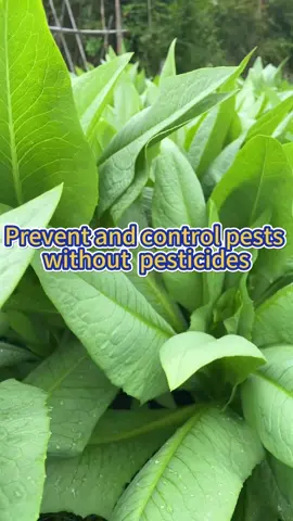 Prevent and control pests without chemical pesticides #garden #gardening #planting #farming #veggiegarden #gardeningtips #pesticides 