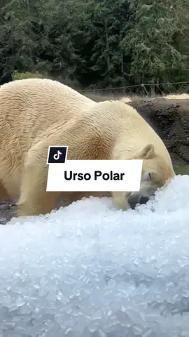 Urso Polar #ursos #ursopolar #animaisnotiktok #curiosidades #natureza 