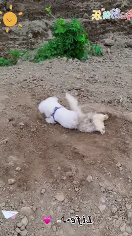 Về nhà no đòn với bà ngoại nha con. Bà mới tắm cho đi chơi mà thế đó #cute #cutedog #puppy #puppydog #animals #fyp #doglover #funny #funnyvideos 
