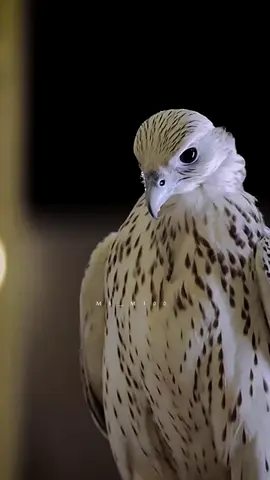 دمث خلق وذرب منطق ومحبوب ولطيف 🌷 #مها_m100 #ستوري #شيلات2024 #اغاني2024 #اكسبلورر #تصميم_فيديوهات #ستوريات #صالح_ال_مانعه #جديد #مدح 