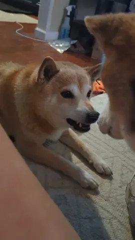 Zoji actually loves when Kitsuné bites his face, thanks for your concern 