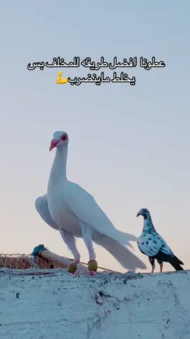 #حمام #كش #حمام_كشامره#حمام _مراسيل#حمام _زاجل#طيور_الزينة #طيور_الاردن #حمام _شامي#حيوانات_اليفه #طيور_الشام #لبنان_مصر_الخليج_سوريا #السعودية #العراق #فلسطين #ترند_تيك_توك #اكسبلور #ترند_تيك_توك #اكسبلور_تيك_توك #اكسبلورexplore  @🇬🇫براهيم أوعلي🇬🇫 