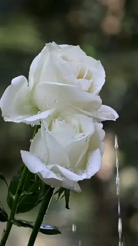 Flowers have the power to soothe the mind, lift the spirit, and reduce stress.😇💖 #aşk #ilove #ishq #alhamdulillah #foryou #fyp #turkey #muhabbat #flowers #whiterose #rose #newvideo #viral #newtiktok #trending #edits #rain #flowershower #çiçeğim #saranghae 