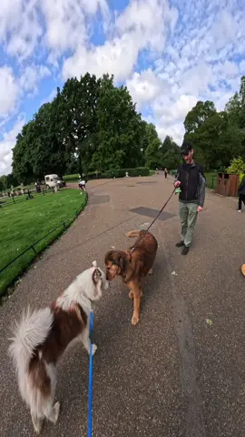 I took my Dog to Hyde Park!!  #dog #park #hydepark #train #travel #fyp #foryou #foryoupage 