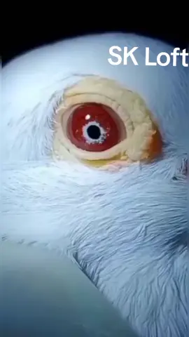 #__💯masahallah__💯🕊️❤️👑  #vypシ✌️❤️foroyu❤️❤️💯💯💯fyp #