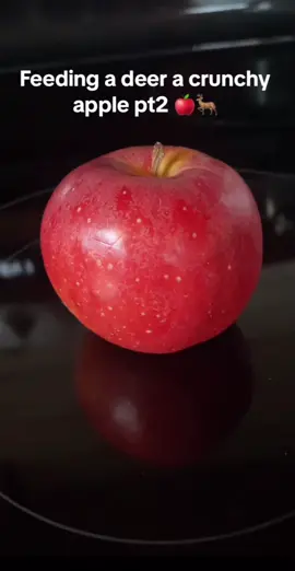 Apple a day keeps the doe at bay #fyppppppppppppppppppppppp #viral #cars #cats 