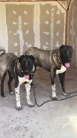 Anneli oğullu kartal ve afra dişi.